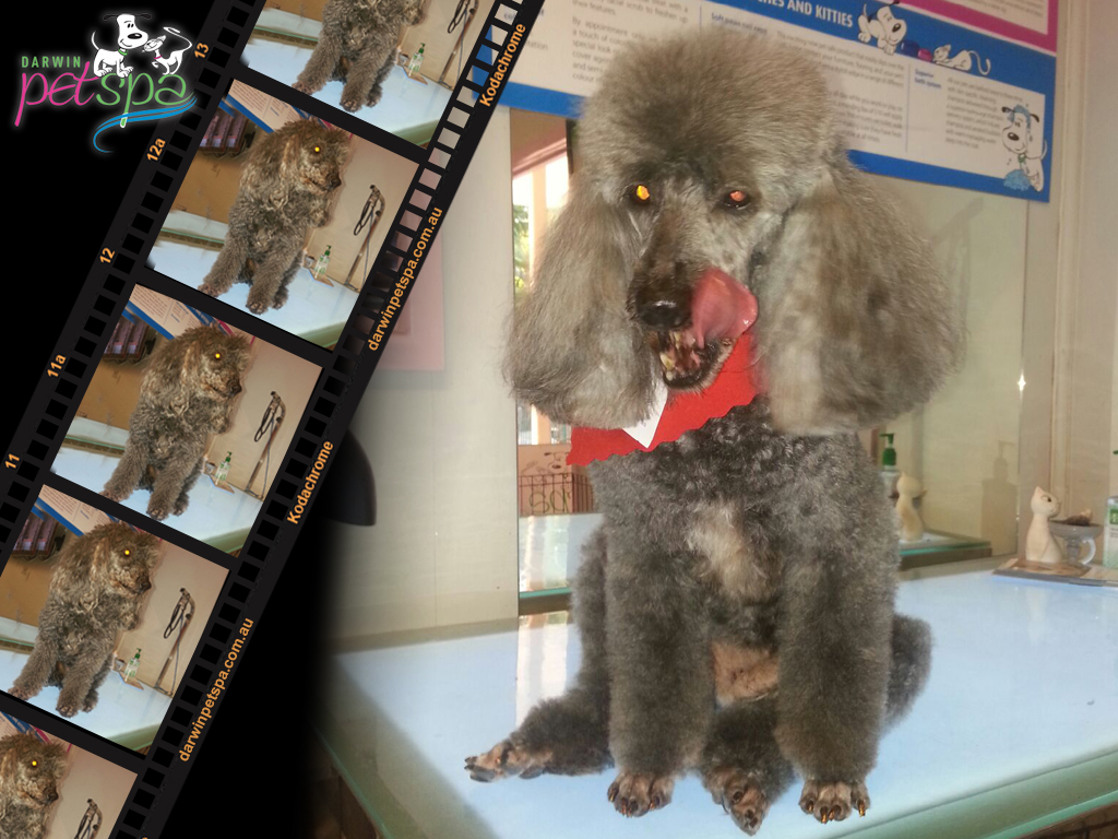 to Darwin Pet Spa, Dog & Cat Grooming Darwin Darwin Pet Spa